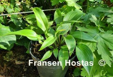 Hosta Grey Goose