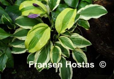 Hosta Ground Master
