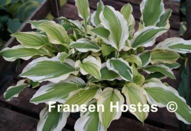 Hosta Ground Master