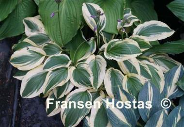 Hosta Ground Master