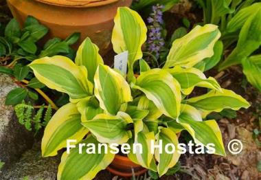 Hosta Ground Master