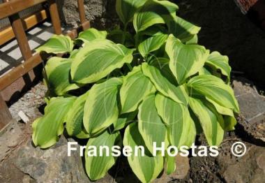 Hosta Ground Master