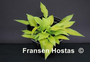 Hosta Ground Sulphur