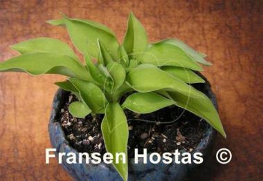 Hosta Ground Sulphur