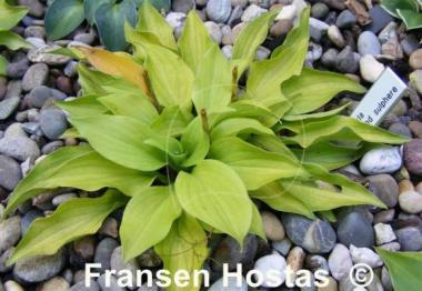 Hosta Ground Sulphur
