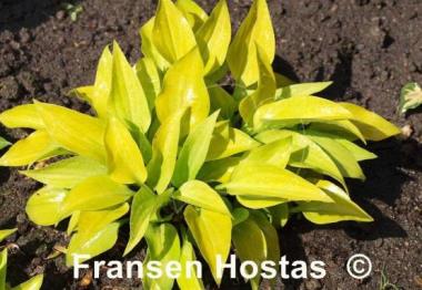 Hosta Ground Sulphur