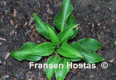 Hosta Grünspecht