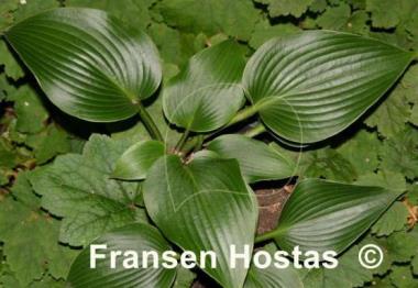 Hosta Grünspecht