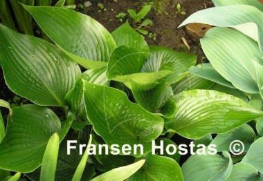 Hosta Grünspecht