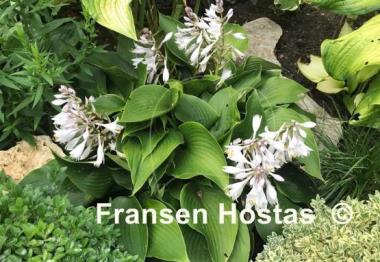 Hosta Grünspecht
