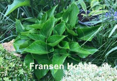 Hosta Grünspecht
