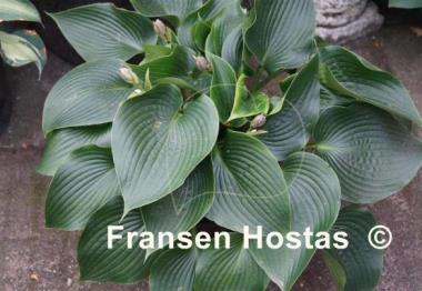 Hosta Grünspecht