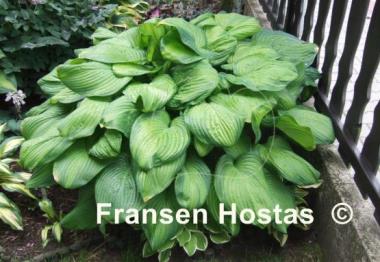 Hosta Guacamole