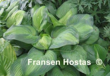 Hosta Guacamole