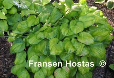Hosta Guacamole