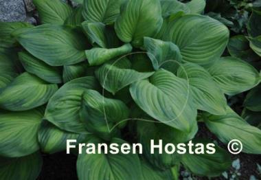 Hosta Guacamole