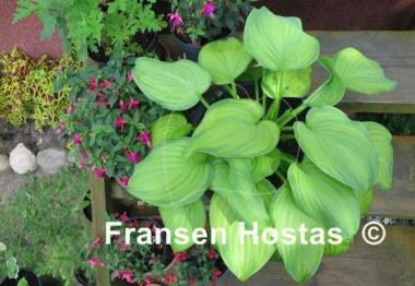 Hosta Guacamole