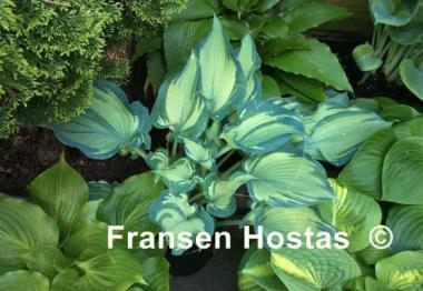 Hosta Guardian Angel