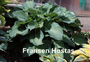 Hosta Guardian Angel