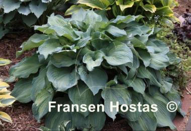 Hosta Guardian Angel
