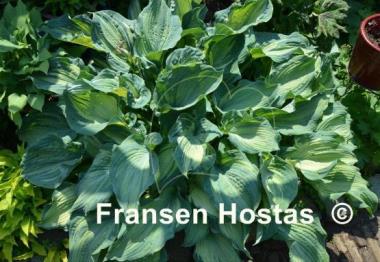 Hosta Guardian Angel