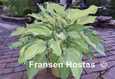 Hosta Guardian Angel