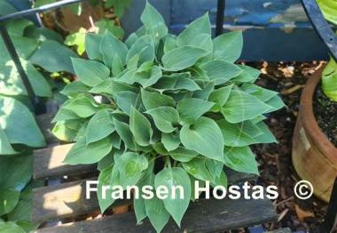 Hosta Gum Drop