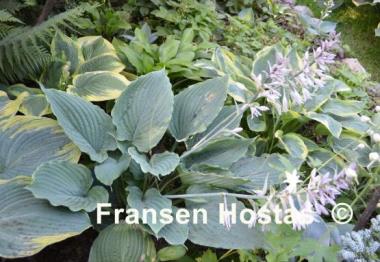 Hosta Gunsmoke
