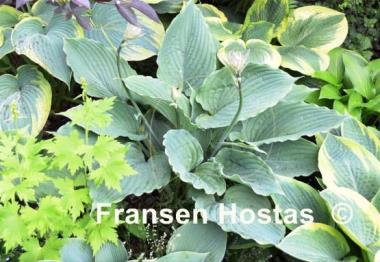 Hosta Gunsmoke