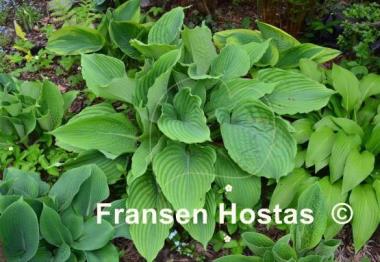 Hosta Gunsmoke