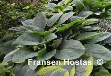 Hosta Gunsmoke