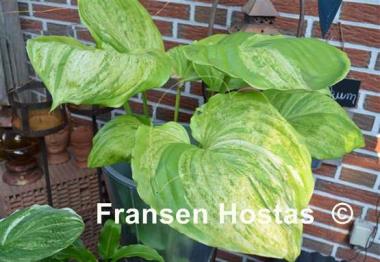 Hosta Gunther's Prize