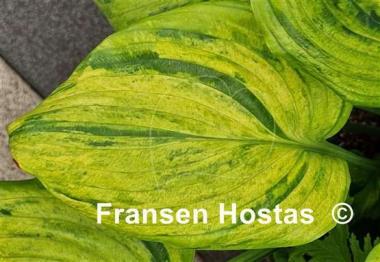 Hosta Gunther's Prize