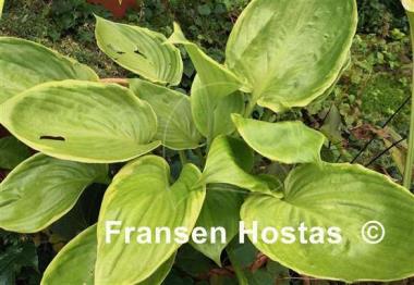 Hosta Gunther's Rim