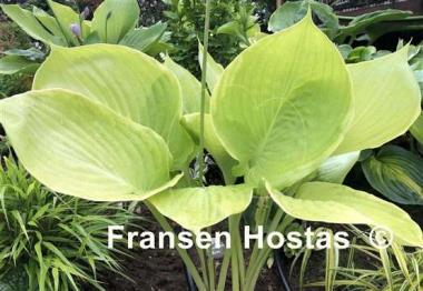 Hosta Gunther's Rim
