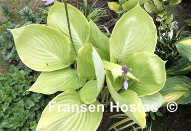Hosta Gunther's Rim
