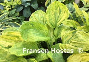Hosta Gunther's Prize