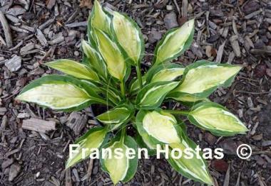 Hosta Gypsy Lemon 