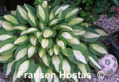 Hosta Gypsy Rose