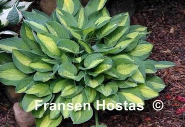 Hosta Gypsy Rose