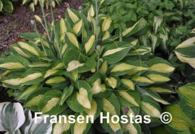 Hosta Gypsy Rose