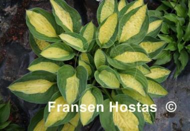 Hosta Gypsy Rose