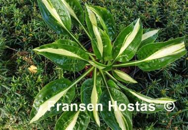 Hosta Gypsy White