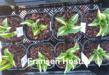 Hosta Gypsy White