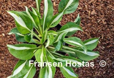 Hosta Gypsy White