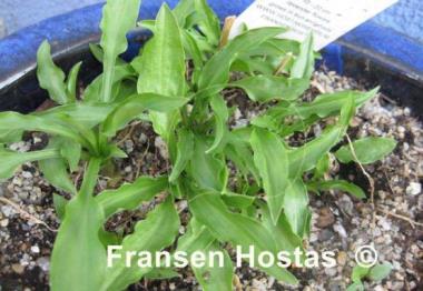 Hosta gracillima