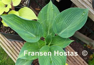 Hosta Hadspen Blue streaked