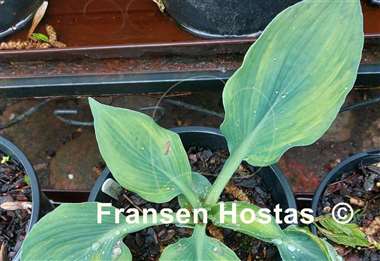 Hosta Hadspen Blue streaked