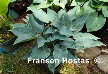 Hosta Hadspen Heron