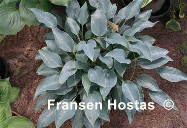 Hosta Hadspen Heron